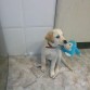 3,5 meses
